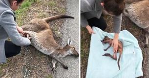 Woman Saves Baby Kangaroo After She Reaches Into Its Dead Mother's Pouch Woman Saves Baby Kangaroo After She Reaches Into Its Dead Mother's Pouch