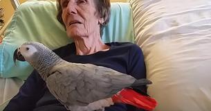 Elderly Woman Tells Her Parrot 'I Love You' One Last Time After 25 Years Of Friendship Elderly Woman Tells Her Parrot 'I Love You' One Last Time After 25 Years Of Friendship