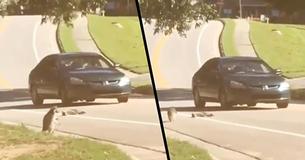 Heartbreaking Video Shows Raccoon Mourning The Dead Body Of Run Over Friend Heartbreaking Video Shows Raccoon Mourning The Dead Body Of Run Over Friend