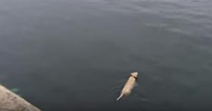 Dog Goes Missing Each Day But Finally The Owner Spots Him Jumping Into Ocean And Discovers His Secret Dog Goes Missing Each Day But Finally The Owner Spots Him Jumping Into Ocean And Discovers His Secret