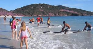 Animal Activists Urge People To Stop Putting Beached Dolphins Back In The Water Animal Activists Urge People To Stop Putting Beached Dolphins Back In The Water