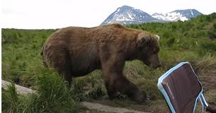 Wild Brown Bear Shocks Unsuspecting Man By Sitting Next To Him While Camping Wild Brown Bear Shocks Unsuspecting Man By Sitting Next To Him While Camping