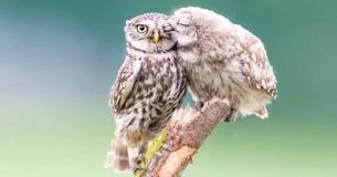 Adorable Baby Owl Thanks Mom For Food With A Precious Kiss On The Cheek Adorable Baby Owl Thanks Mom For Food With A Precious Kiss On The Cheek