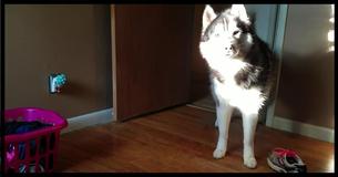 Moder Spørger Husky Om En Stjålet Sko, Imens Hun Filmer Hans Komiske Svar Moder Spørger Husky Om En Stjålet Sko, Imens Hun Filmer Hans Komiske Svar