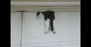 Cop Responds To Call And Finds Cat Hanging From Garage Door. Owner Finally Returns Home During Rescue Cop Responds To Call And Finds Cat Hanging From Garage Door. Owner Finally Returns Home During Rescue