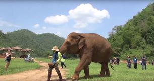 Rescued Elephant Interrupts Caregiver To Request Lullaby For Baby Calf Rescued Elephant Interrupts Caregiver To Request Lullaby For Baby Calf