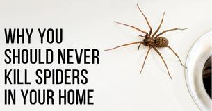 You Should Never, Ever Kill A Spider In Your Home. Here's Why You Should Never, Ever Kill A Spider In Your Home. Here's Why