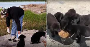 Man Hears Crying Across Lake, Finds 7 Starving Puppies Stranded On Island Man Hears Crying Across Lake, Finds 7 Starving Puppies Stranded On Island