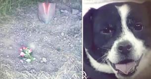 After Burying The Family Dog, Owners Are Stunned When He Is Standing At The Front Door 14 Hours Later After Burying The Family Dog, Owners Are Stunned When He Is Standing At The Front Door 14 Hours Later
