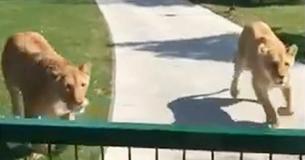Woman Forced To Give Up Lions She Adopted, Bursts Into Tears When They're Reunited 7 Years Later Woman Forced To Give Up Lions She Adopted, Bursts Into Tears When They're Reunited 7 Years Later