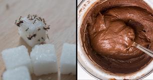 It Only Takes This 1 Simple Ingredient To Eliminate Your Ant, Roach, Or Flea Problem It Only Takes This 1 Simple Ingredient To Eliminate Your Ant, Roach, Or Flea Problem