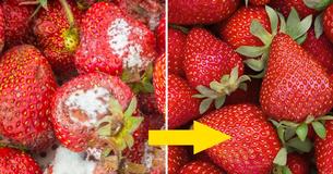 A Farmer's Secret: How To Keep Berries Fresh For Weeks A Farmer's Secret: How To Keep Berries Fresh For Weeks