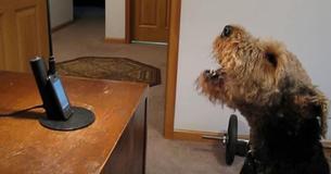 This Airedale Terrier Missed His Mom So Much, He Called Her At Work - And It Has Us Cracking Up This Airedale Terrier Missed His Mom So Much, He Called Her At Work - And It Has Us Cracking Up