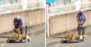This Sweet Old Man Invented A Clever Way To Walk His Disabled Dog This Sweet Old Man Invented A Clever Way To Walk His Disabled Dog