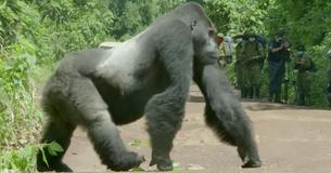 Gorilla stopper trafikken og forvirrer kamerahold - indtil de ser bevægelser i buskene som afslører det hele Gorilla stopper trafikken og forvirrer kamerahold - indtil de ser bevægelser i buskene som afslører det hele