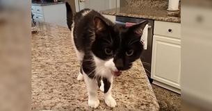 This Cat's Human Voice Must Be Heard To Be Believed This Cat's Human Voice Must Be Heard To Be Believed