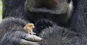 Huge Gorilla And Tiny Wild Bush Baby Become Best Friends Huge Gorilla And Tiny Wild Bush Baby Become Best Friends