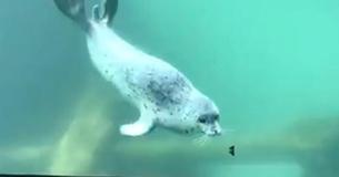 Watch The Cute Moment When A Seal And Butterfly Become Friends Watch The Cute Moment When A Seal And Butterfly Become Friends