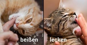 10 Signs That Your Cat Really Loves You 10 Signs That Your Cat Really Loves You