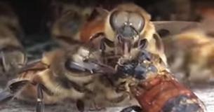 These Compassionate Bees Worked Together To Save Their Friend's Life These Compassionate Bees Worked Together To Save Their Friend's Life