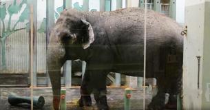 This Isolated Elephant Has Been Without A Friend For 11 Years This Isolated Elephant Has Been Without A Friend For 11 Years