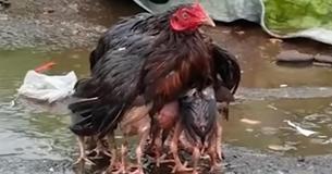 Mother Hen Protects Chicks From Rain With Her Body By Using Her Mother Hen Protects Chicks From Rain With Her Body By Using Her