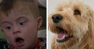 Dog Saves Life Of Boy Suffering From Down Syndrome, Family Is Incredibly Thankful Dog Saves Life Of Boy Suffering From Down Syndrome, Family Is Incredibly Thankful