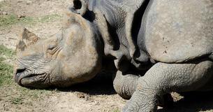Rangers Find Baby Rhino Making 'Heartbreaking Noises' After Witnessing Mom Be Killed By Poachers Rangers Find Baby Rhino Making 'Heartbreaking Noises' After Witnessing Mom Be Killed By Poachers