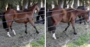 This Hilarious Video Of A Horse Sneaking Out Through A Roped Fence Has The Internet Cracking Up This Hilarious Video Of A Horse Sneaking Out Through A Roped Fence Has The Internet Cracking Up