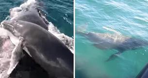 Group Of Dolphins Protect A Female Humpback Whale And Her Calf From Group Of Male Whales Group Of Dolphins Protect A Female Humpback Whale And Her Calf From Group Of Male Whales
