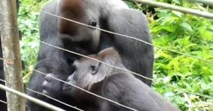 This Gorilla Gets His Hands On A Tiny Intruder - What Happened Next Was Something No One Will Forget This Gorilla Gets His Hands On A Tiny Intruder - What Happened Next Was Something No One Will Forget