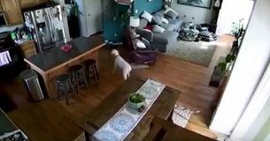 Owner Finds Security Footage Revealing The Shocking Thing Her Dog Brought Home Owner Finds Security Footage Revealing The Shocking Thing Her Dog Brought Home