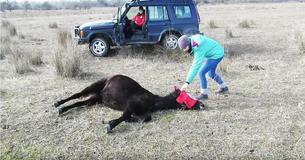 Vet Gets The Vet Gets The