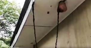 Amazing Footage Caught Of Ant Army Forming A Bridge To Attack Wasp Nest Amazing Footage Caught Of Ant Army Forming A Bridge To Attack Wasp Nest