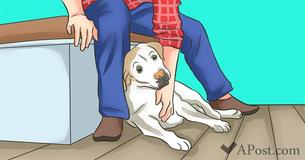 20 Ways Your Dog Communicates with You 20 Ways Your Dog Communicates with You