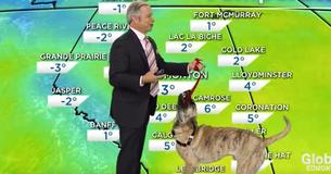 Weatherman Holds Onto Adoption Dog During Forecast Only What Happens Has The Viewers Cracking Up Weatherman Holds Onto Adoption Dog During Forecast Only What Happens Has The Viewers Cracking Up