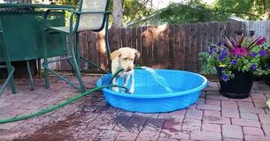 Owner Takes Video Of Maddie The Lab Trying To Stay Cool On Hot Summer Day Owner Takes Video Of Maddie The Lab Trying To Stay Cool On Hot Summer Day