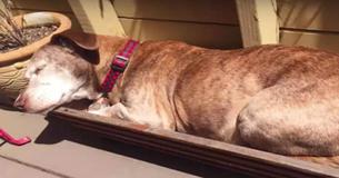 Deaf Dog Spends 11 Years On The Streets Then Wakes Up And Realizes His Life Has Changed Forever Deaf Dog Spends 11 Years On The Streets Then Wakes Up And Realizes His Life Has Changed Forever