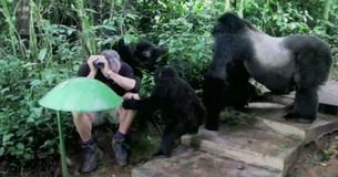 Man Encounters Gorillas in the Woods, And What Happens Next Will Blow Your Mind Man Encounters Gorillas in the Woods, And What Happens Next Will Blow Your Mind