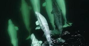 Beluga Whales Give Lost Narwhal A Forever Home By Welcoming Him Into Their Family Beluga Whales Give Lost Narwhal A Forever Home By Welcoming Him Into Their Family