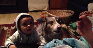 Mom Uses Food To Bribe Baby To Say 'Mama', Dog Beats Him To It And It Goes Viral Mom Uses Food To Bribe Baby To Say 'Mama', Dog Beats Him To It And It Goes Viral