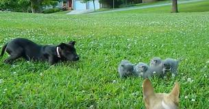 Chihuahua Defends Litter Of Kittens As A Big Black Dog Charges Toward Them Chihuahua Defends Litter Of Kittens As A Big Black Dog Charges Toward Them