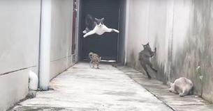 Three Cats Chase Their Friend - But He Escapes Using Ninja Cat Movies That Have The Internet Cracking Up Three Cats Chase Their Friend - But He Escapes Using Ninja Cat Movies That Have The Internet Cracking Up