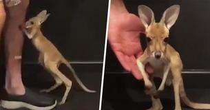 You Have To See This Adorable Baby Kangaroo Take His First Hops At A Sanctuary You Have To See This Adorable Baby Kangaroo Take His First Hops At A Sanctuary