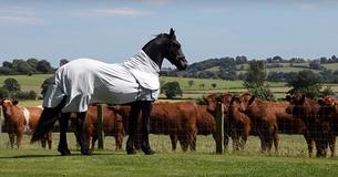 Towering, Majestic Horse Makes Friends With Neighbors' Cows And This Moment Has Won The Internet Towering, Majestic Horse Makes Friends With Neighbors' Cows And This Moment Has Won The Internet
