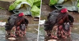 Protective Mother Hen Sacrifices Herself To Become An Umbrella For Her Babies During Heavy Storm Protective Mother Hen Sacrifices Herself To Become An Umbrella For Her Babies During Heavy Storm
