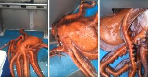 Incredible Footage Shows Octopus Escape Through TINY Hole In Boat Incredible Footage Shows Octopus Escape Through TINY Hole In Boat