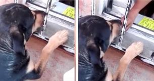Stray Dog Begs For Money, Buys Himself Hot Dog Stray Dog Begs For Money, Buys Himself Hot Dog