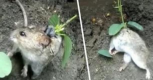Farmer Finds Rat With Soy Bean Sprout Growing Out Of Its Back Farmer Finds Rat With Soy Bean Sprout Growing Out Of Its Back