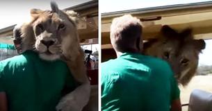 Lion Leaps Into Safari Truck Completely Full Of Tourists Lion Leaps Into Safari Truck Completely Full Of Tourists